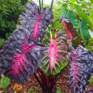 Colocasia Redemption Live Plant - Rare Elephant Ears - 4-6 Inch Tall Starter Plant - Image 3
