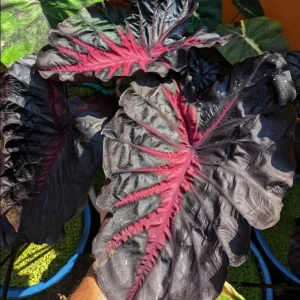 Colocasia Redemption Live Plant - Rare Elephant Ears - 4-6 Inch Tall Starter Plant - Image 4