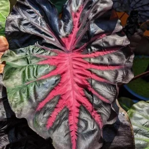 Colocasia Redemption Live Plant - Rare Elephant Ears - 4-6 Inch Tall Starter Plant - Image 5