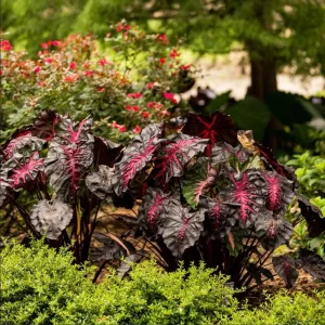 Colocasia Redemption Live Plant - Rare Elephant Ears - 4-6 Inch Tall Starter Plant - Image 6