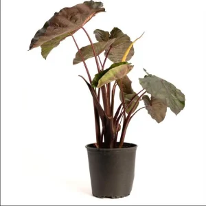 Colocasia Redemption Live Plant - Rare Elephant Ears - 4-6 Inch Tall Starter Plant - Image 7