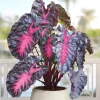 Colocasia Redemption Live Plant - Rare Elephant Ears - 4-6 Inch Tall Starter Plant - Image 1