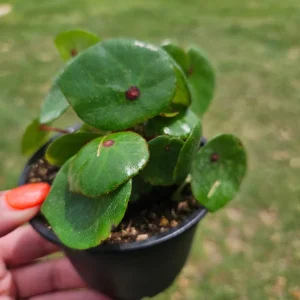 Conchifolia Rubrimacula Begonia Live Plant – 4 Inch Pot – Indoor Houseplant - Image 2