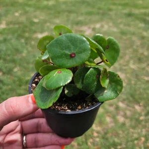 Conchifolia Rubrimacula Begonia Live Plant – 4 Inch Pot – Indoor Houseplant - Image 3