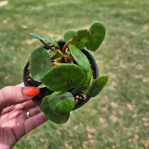 Conchifolia Rubrimacula Begonia Live Plant – 4 Inch Pot – Indoor Houseplant - Image 4