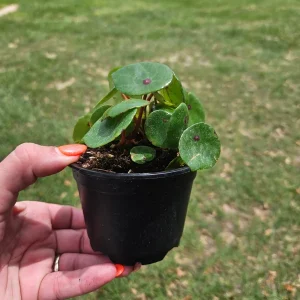 Conchifolia Rubrimacula Begonia Live Plant – 4 Inch Pot – Indoor Houseplant - Image 5