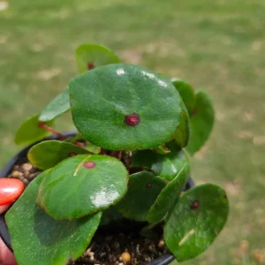 Conchifolia Rubrimacula Begonia Live Plant – 4 Inch Pot – Indoor Houseplant - Image 6