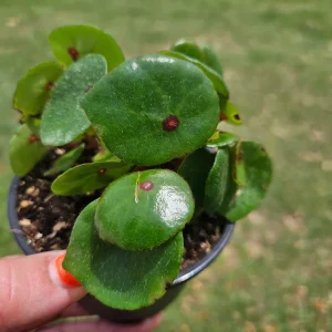 Conchifolia Rubrimacula Begonia Live Plant – 4 Inch Pot – Indoor Houseplant - Image 1