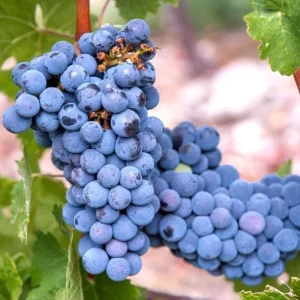 Concord Grape Live Plant – Eastern Grape Vine – Cold-Hardy & Sweet – 35 Inch Tall - Image 2