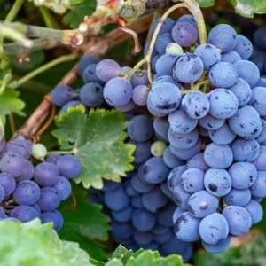 Concord Grape Live Plant – Eastern Grape Vine – Cold-Hardy & Sweet – 35 Inch Tall - Image 3