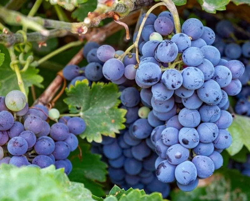 Concord Grape Live Plant – Eastern Grape Vine – Cold-Hardy & Sweet – 35 Inch Tall - Image 3