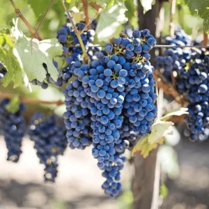 Concord Grape Live Plant – Eastern Grape Vine – Cold-Hardy & Sweet – 35 Inch Tall - Image 4
