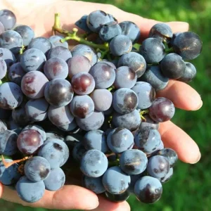 Concord Grape Live Plant – Eastern Grape Vine – Cold-Hardy & Sweet – 35 Inch Tall - Image 5