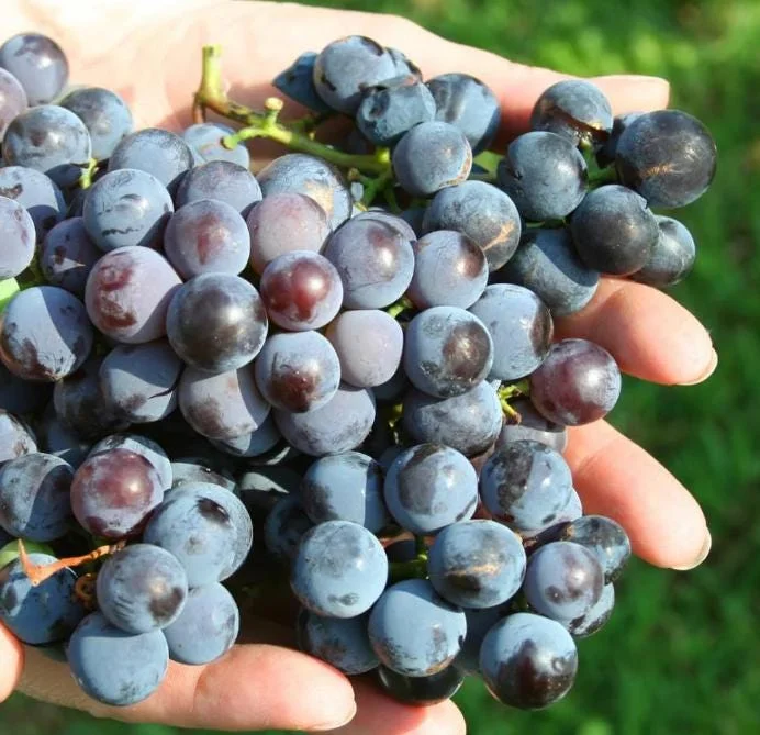 Concord Grape Live Plant – Eastern Grape Vine – Cold-Hardy & Sweet – 35 Inch Tall - Image 5