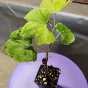 Concord Grape Live Plant – Eastern Grape Vine – Cold-Hardy & Sweet – 35 Inch Tall - Image 6