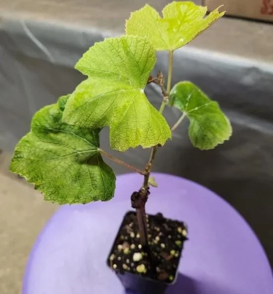 Concord Grape Live Plant – Eastern Grape Vine – Cold-Hardy & Sweet – 35 Inch Tall - Image 6
