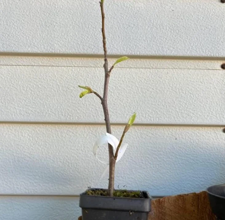 Concord Grape Live Plant – Eastern Grape Vine – Cold-Hardy & Sweet – 35 Inch Tall - Image 7