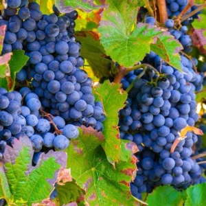 Concord Grape Live Plant – Eastern Grape Vine – Cold-Hardy & Sweet – 35 Inch Tall - Image 8