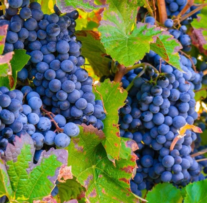 Concord Grape Live Plant – Eastern Grape Vine – Cold-Hardy & Sweet – 35 Inch Tall - Image 8