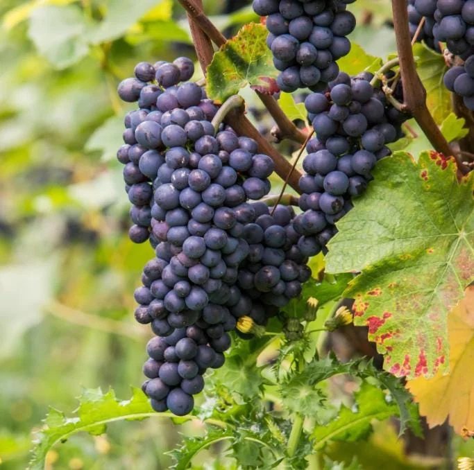 Concord Grape Live Plant – Eastern Grape Vine – Cold-Hardy & Sweet – 35 Inch Tall - Image 1