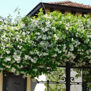 Confederate Jasmine Live Plant - 3-7 inch Tall - Fragrant White Climbing Vine - Image 2