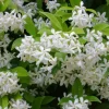 Confederate Jasmine Live Plant - 3-7 inch Tall - Fragrant White Climbing Vine - Image 1