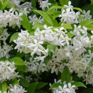 Confederate Jasmine Live Plant - 3-7 inch Tall - Fragrant White Climbing Vine - Image 1