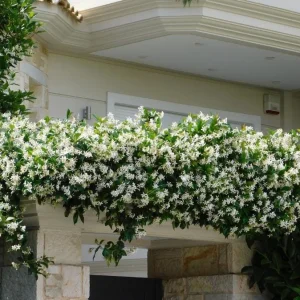 Confederate Jasmine Live Plant - 3-7 inch Tall - Fragrant White Climbing Vine - Image 3