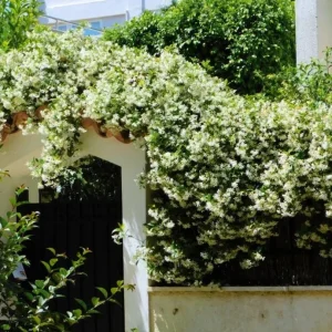 Confederate Jasmine Live Plant - 3-7 inch Tall - Fragrant White Climbing Vine - Image 4