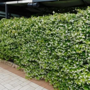 Confederate Jasmine Live Plant - 3-7 inch Tall - Fragrant White Climbing Vine - Image 5