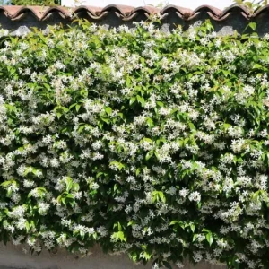 Confederate Jasmine Live Plant - 3-7 inch Tall - Fragrant White Climbing Vine - Image 6