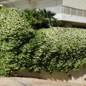 Confederate Jasmine Live Plant - 3-7 inch Tall - Fragrant White Climbing Vine - Image 7