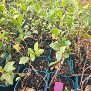 Confederate Jasmine Live Plant - 3-7 inch Tall - Fragrant White Climbing Vine - Image 8