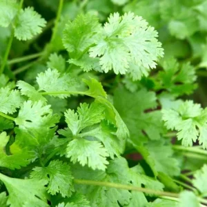 Coriander Live Plant – Fresh Culinary Herb in 3 Inch Pot – 10 Inches Tall – Edible Cilantro - Image 2