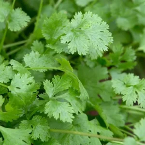 Coriander Live Plant – Fresh Culinary Herb in 3 Inch Pot – 10 Inches Tall – Edible Cilantro - Image 3
