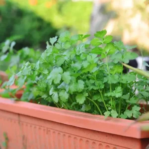 Coriander Live Plant – Fresh Culinary Herb in 3 Inch Pot – 10 Inches Tall – Edible Cilantro - Image 4