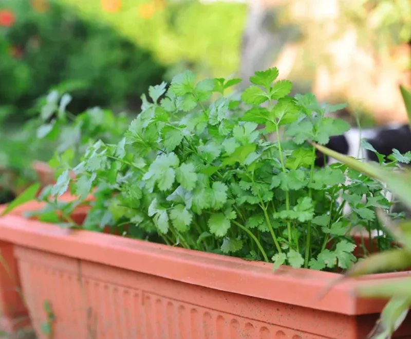 Coriander Live Plant – Fresh Culinary Herb in 3 Inch Pot – 10 Inches Tall – Edible Cilantro - Image 4