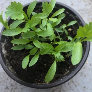 Coriander Live Plant – Fresh Culinary Herb in 3 Inch Pot – 10 Inches Tall – Edible Cilantro - Image 5