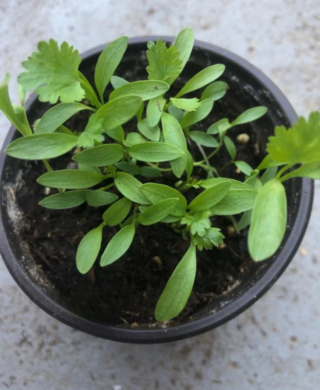 Coriander Live Plant – Fresh Culinary Herb in 3 Inch Pot – 10 Inches Tall – Edible Cilantro - Image 5