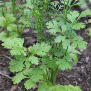 Coriander Live Plant – Fresh Culinary Herb in 3 Inch Pot – 10 Inches Tall – Edible Cilantro - Image 6