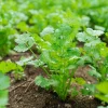 Coriander Live Plant – Fresh Culinary Herb in 3 Inch Pot – 10 Inches Tall – Edible Cilantro - Image 1