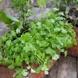 Coriander Live Plant – Fresh Culinary Herb in 3 Inch Pot – 10 Inches Tall – Edible Cilantro - Image 7