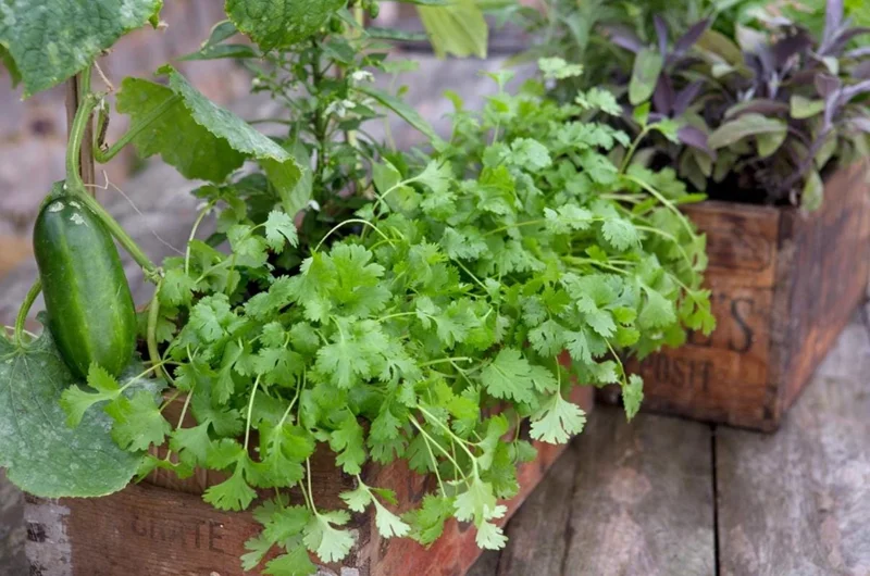 Coriander Live Plant – Fresh Culinary Herb in 3 Inch Pot – 10 Inches Tall – Edible Cilantro - Image 7