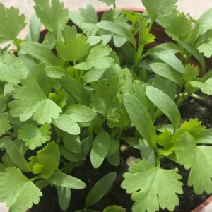 Coriander Live Plant Set - 5 Plants in 4 Inch Pot - Culinary Herb - Image 2