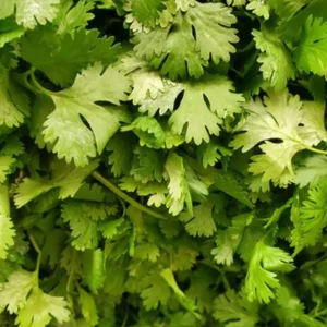 Coriander Live Plant Set - 5 Plants in 4 Inch Pot - Culinary Herb - Image 1