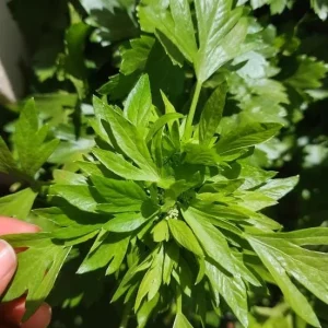 Coriander Live Plant Set - 5 Plants in 4 Inch Pot - Culinary Herb - Image 3