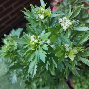 Coriander Live Plant Set - 5 Plants in 4 Inch Pot - Culinary Herb - Image 4