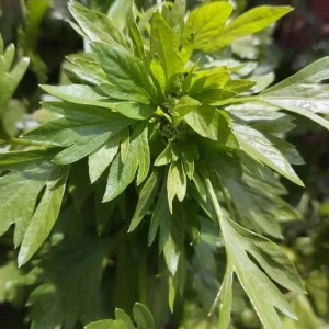 Coriander Live Plant Set - 5 Plants in 4 Inch Pot - Culinary Herb - Image 5