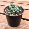 Corpuscularia Lehmannii Ice Plant Live Succulent - Fully Rooted, 4 Inch Pot - Image 1