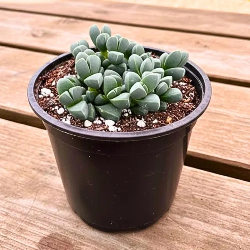 Corpuscularia Lehmannii Ice Plant Live Succulent - Fully Rooted, 4 Inch Pot - Image 1